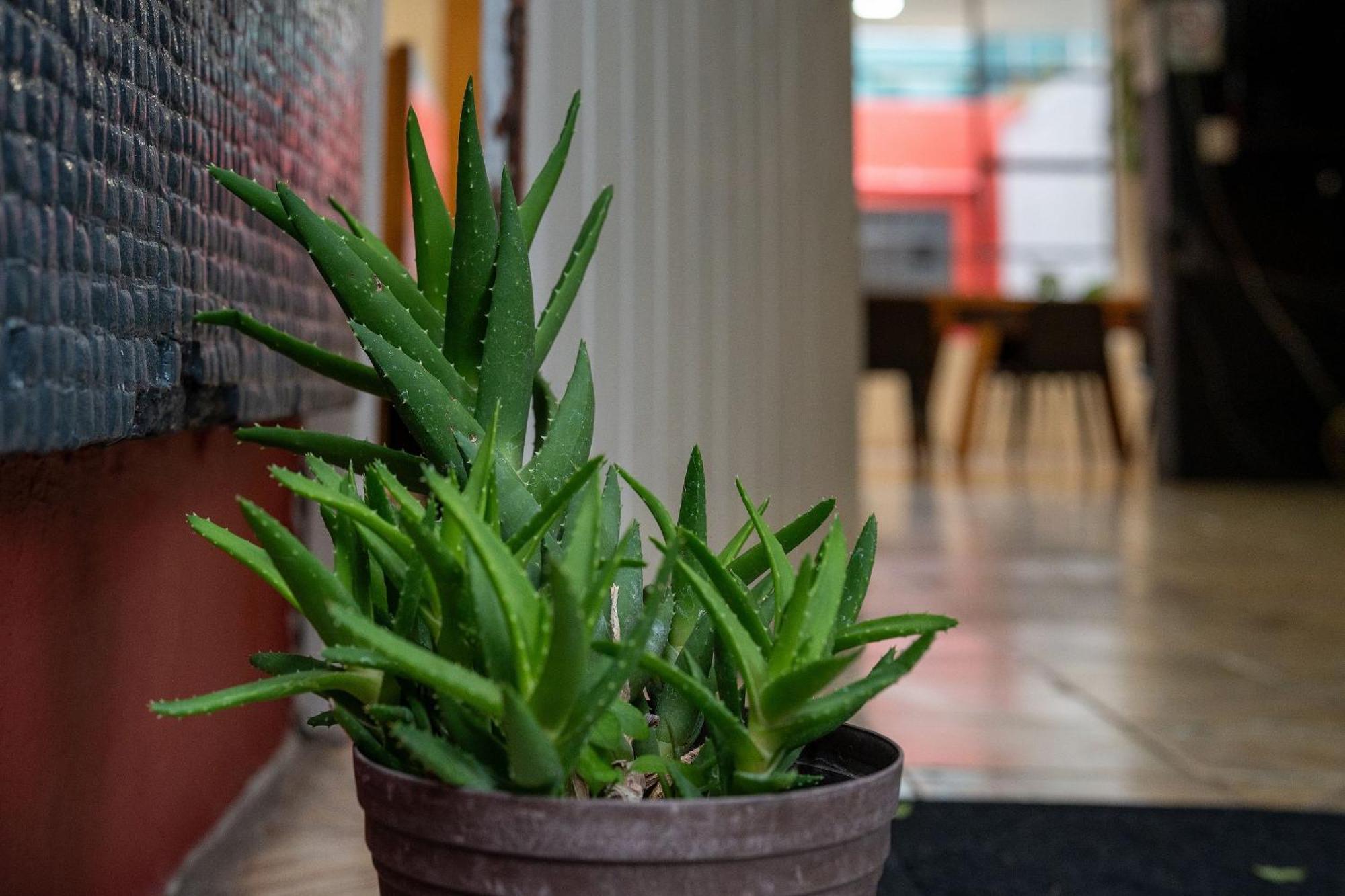 Habitaciones Privadas Con Bano Propio En Una Zona Segura Y Centrica De Guadalajara. 외부 사진
